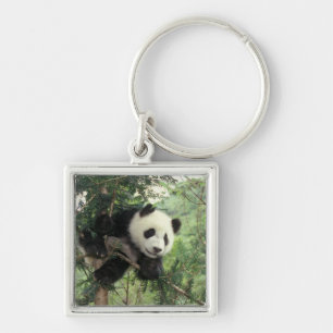 Riesenpanda-Jungtier klettert auf einen Baum, Wolo Schlüsselanhänger