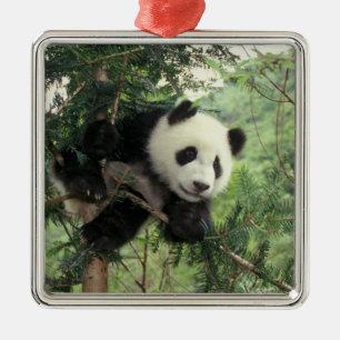 Riesenpanda-Jungtier klettert auf einen Baum, Wolo Silbernes Ornament