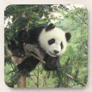 Riesenpanda-Jungtier klettert auf einen Baum, Wolo Untersetzer