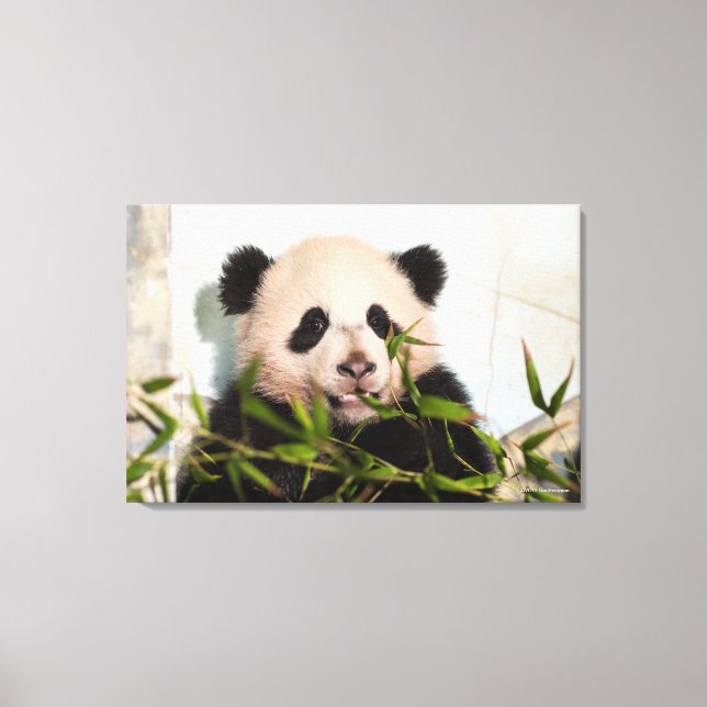 Riesenpanda lehnt sich gegen die Mauer nieder Leinwanddruck (Vorderseite)