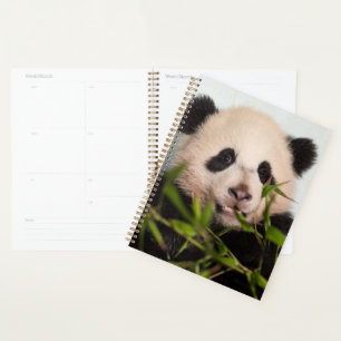 Riesenpanda lehnt sich gegen die Mauer nieder Planer