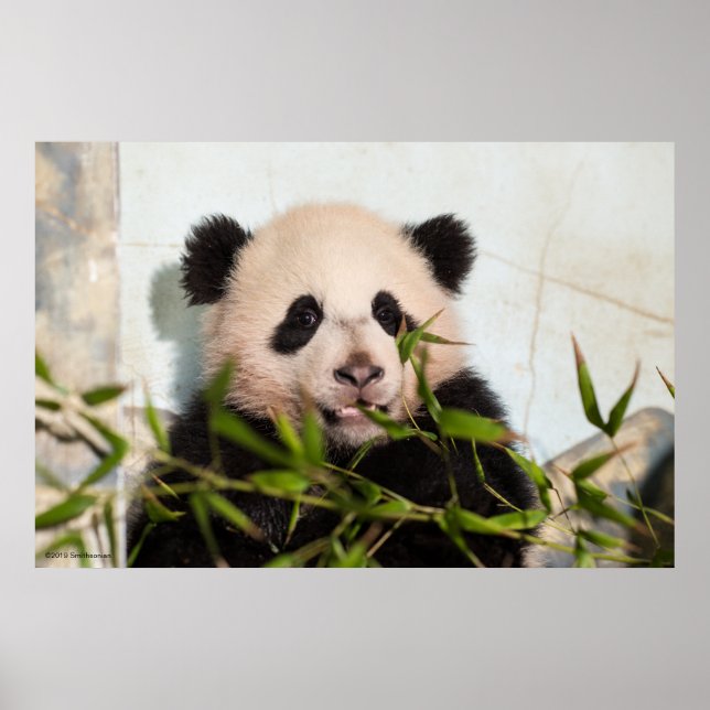 Riesenpanda lehnt sich gegen die Mauer nieder Poster (Vorne)