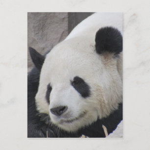 Riesenpanda Postkarte