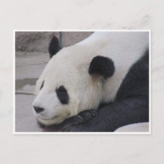 Riesenpanda Postkarte (Vorderseite)