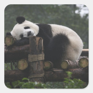 Riesenpandabären beim Riesenpanda-Schutz Quadratischer Aufkleber