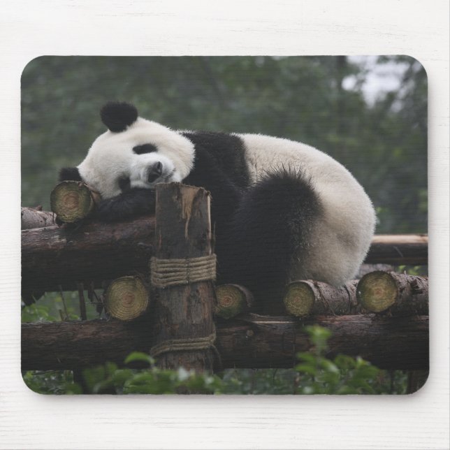 Riesenpandas beim Schutz des Riesenpanda Mousepad (Vorne)