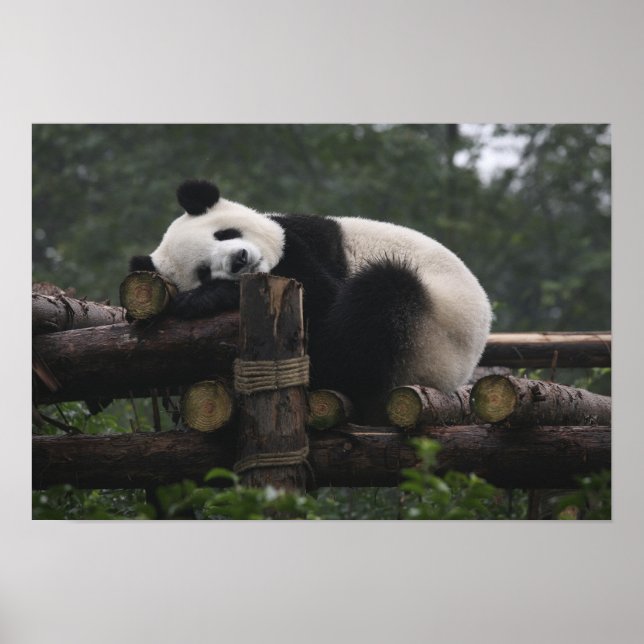 Riesenpandas beim Schutz von Riesenpanda & 3 Poster (Vorne)