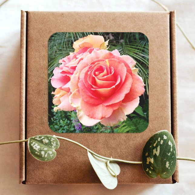 Riesenrosa Rosa nah-up Foto schön modern Quadratischer Aufkleber (Von Creator hochgeladen)