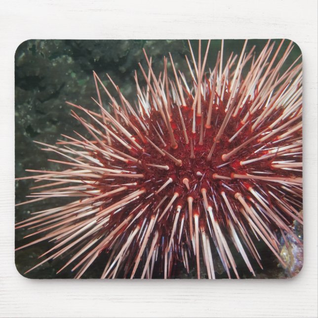 Riesenrotes Meer Urchin - Mousepad (Vorne)