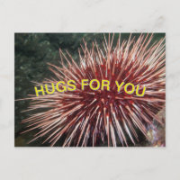 Riesenrotes Meer Urchin - Postkarte