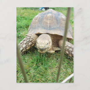 Riesenschildkröte, 1 postkarte