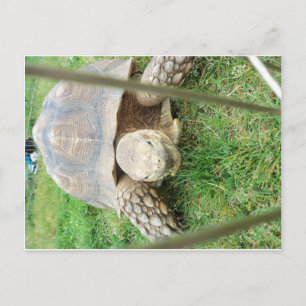Riesenschildkröte, 1 postkarte
