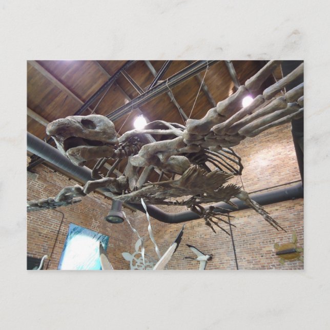 Riesenschildkröte Archelon Postcard Postkarte (Vorderseite)