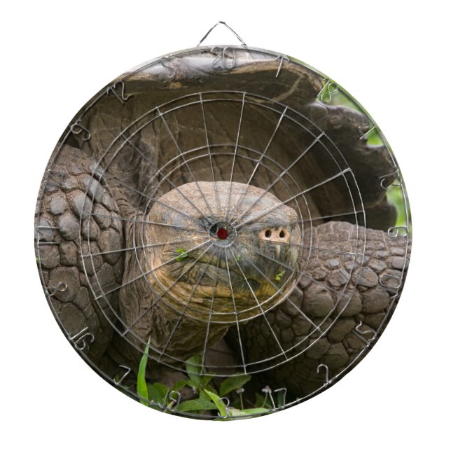 Riesenschildkröte Dartscheibe (vorne)