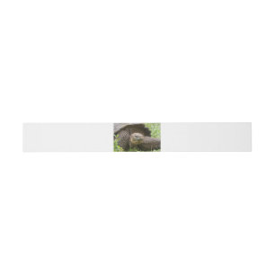 Riesenschildkröte Einladungsbanderole