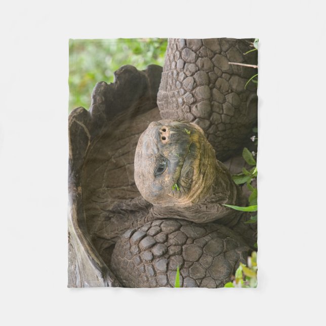 Riesenschildkröte Fleecedecke (Vorderseite)