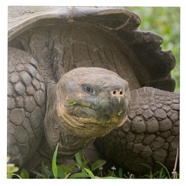 Riesenschildkröte Fliese (Vorderseite)