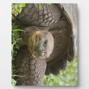 Riesenschildkröte Fotoplatte