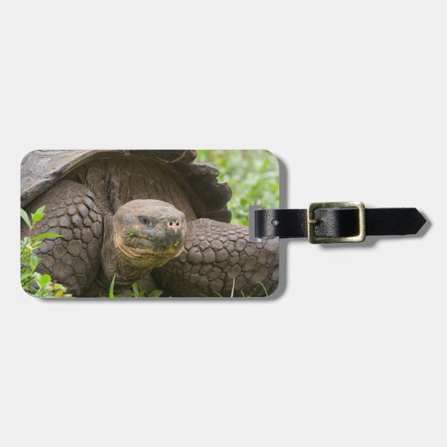Riesenschildkröte Gepäckanhänger (Vorderseite horizontal)