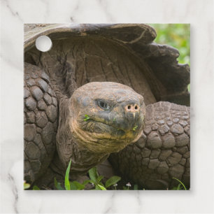 Riesenschildkröte Geschenkanhänger