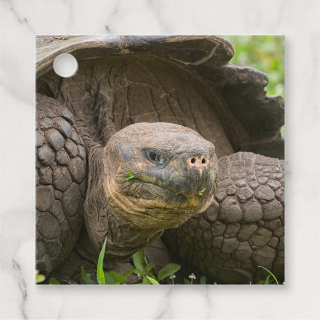 Riesenschildkröte Geschenkanhänger (Vorderseite)
