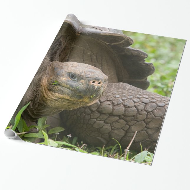 Riesenschildkröte Geschenkpapier (Ungerollt)