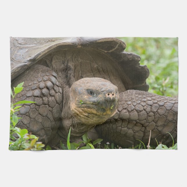 Riesenschildkröte Geschirrtuch (Horizontal)