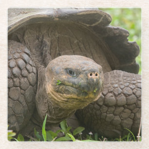 Riesenschildkröte Glasuntersetzer