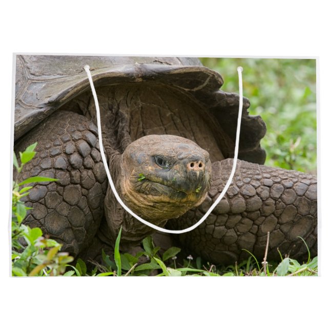 Riesenschildkröte Große Geschenktüte (Rückseite)