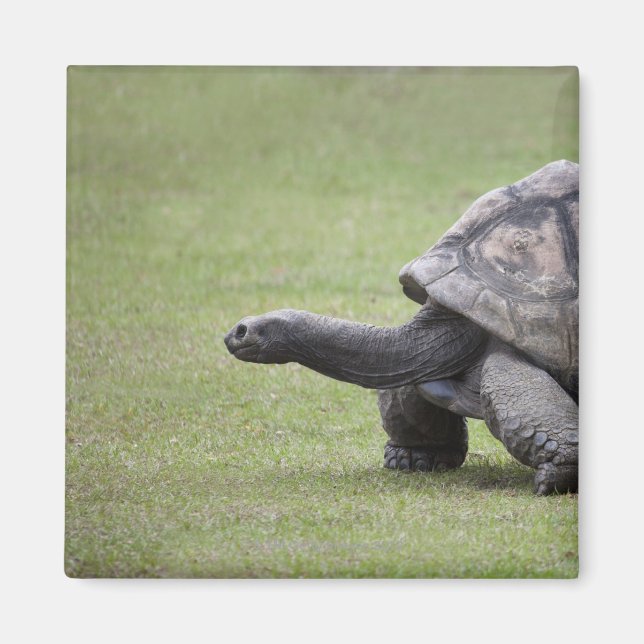 Riesenschildkröte im Gras Magnet (Vorne)