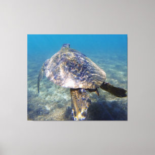 Riesenschildkröte Leinwanddruck