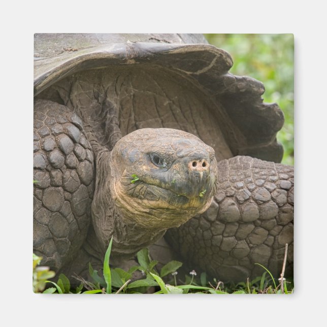 Riesenschildkröte Magnet (Vorne)