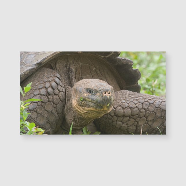Riesenschildkröte Magnetkarte (Vorderseite)