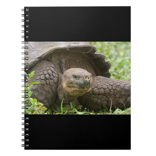 Riesenschildkröte Notizblock (Vorderseite)