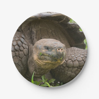 Riesenschildkröte Pappteller