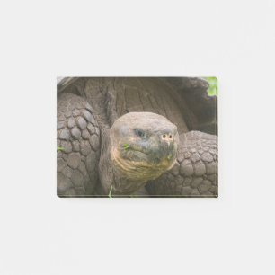 Riesenschildkröte Post-it Klebezettel