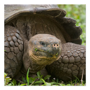 Riesenschildkröte Poster