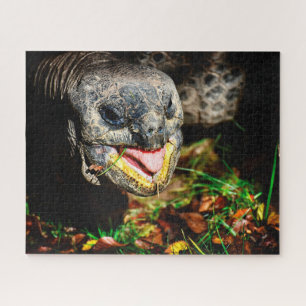 Riesenschildkröte, Puzzle