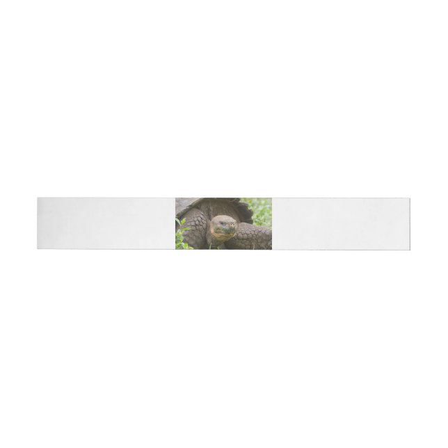 Riesenschildkröte Rundum-Adressaufkleber (Person)