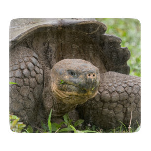 Riesenschildkröte Schneidebrett