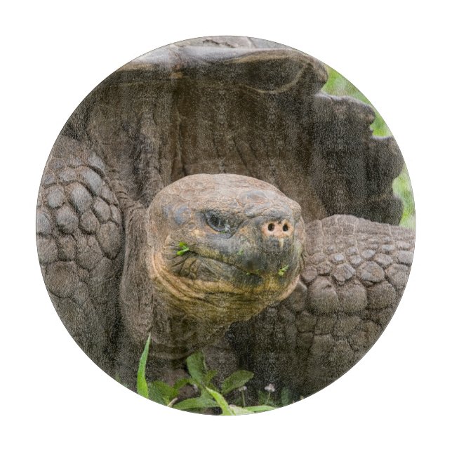 Riesenschildkröte Schneidebrett (Vorderseite)