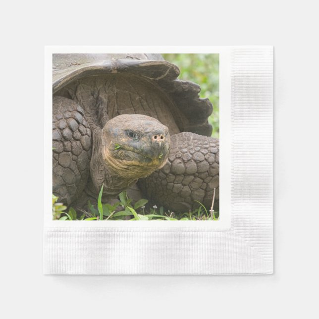 Riesenschildkröte Serviette (Vorderseite)