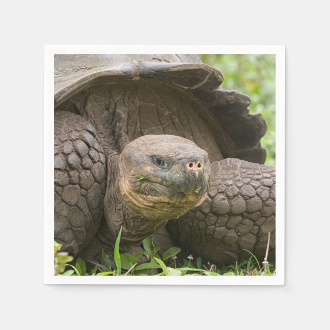 Riesenschildkröte Serviette (Vorderseite)