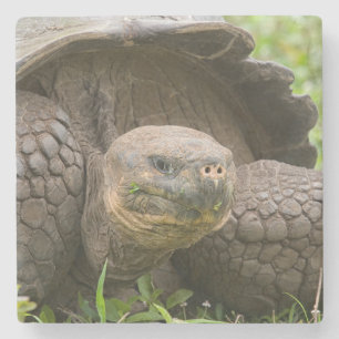 Riesenschildkröte Steinuntersetzer