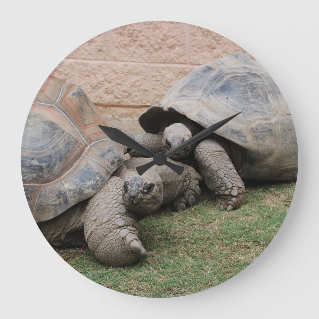 Riesenschildkröten Große Wanduhr (Vorderseite)