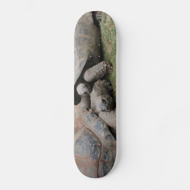 Riesenschildkröten Skateboard (Vorderseite)