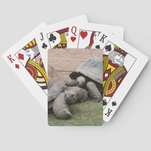 Riesenschildkröten Spielkarten (Rückseite)