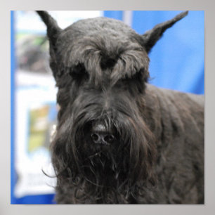 Riesenschnauzer-Plakat Poster