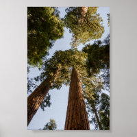 Riesensequenzen im Sequoia-Nationalpark