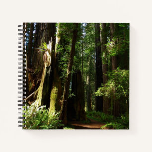 Riesensequoien und Farne im Redwood National Park Notizbuch